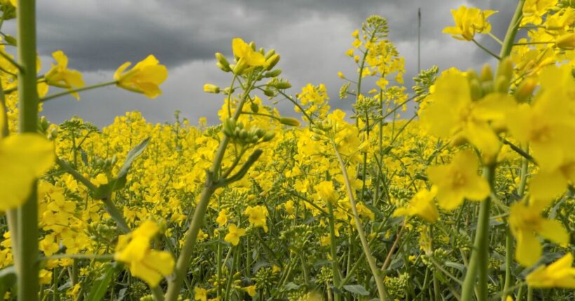 mustard chemistry molecular matters cr
