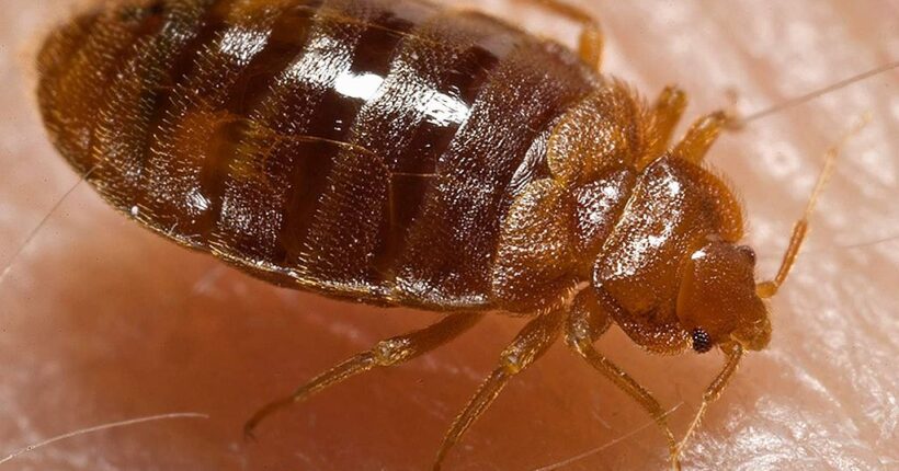 bed bug prototypes