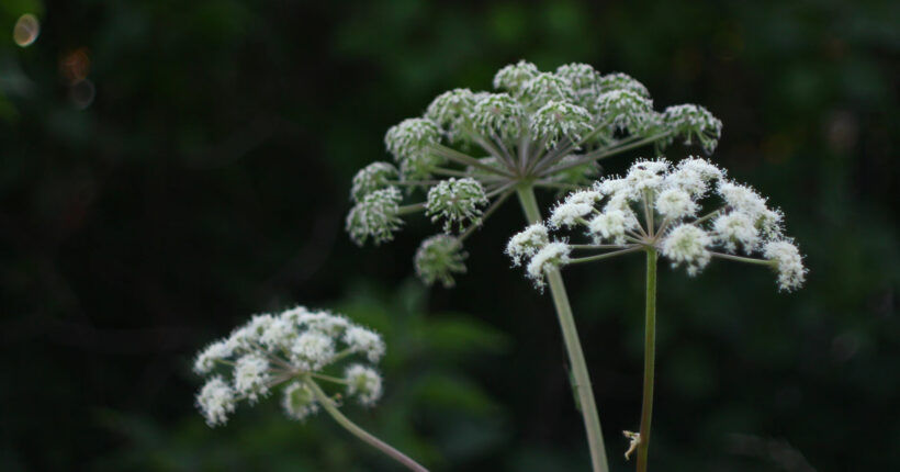 hogweed coumarin molecular matters cr